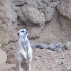 Meerkat (Suricate)
