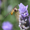 Hover Fly