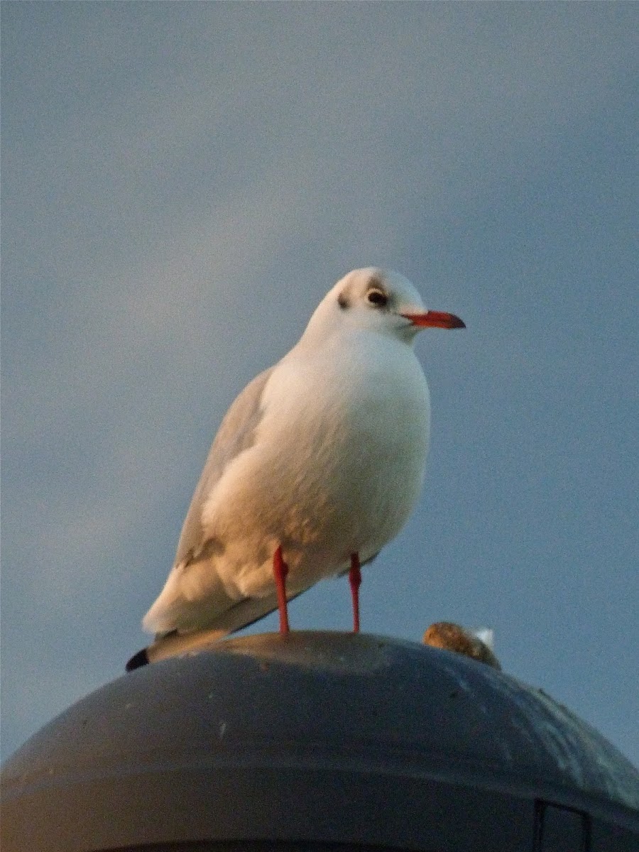 Mediterranean gull