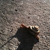 Grove Snail