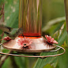 Ruby-throated Hummingbird #3