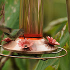 Ruby-throated Hummingbird #3