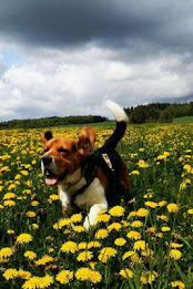 Beagle Puzzle by BookMan poster 3