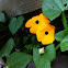 Black-eyed Susan Vine