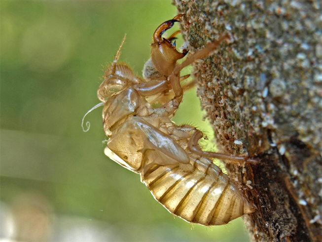 Tree cricket exoskeleton