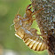 Tree cricket exoskeleton