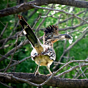 Road Runner by Christie Chambers - Animals Birds