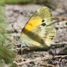 Dainty Sulphur Butterfly