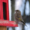 European Greenfinch