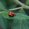 Multicolored Asian Lady Beetle pupa