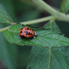 Multicolored Asian Lady Beetle pupa