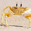 Ghost crab