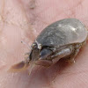 Pacific Sandcrab