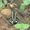 Yellow-striped Poison Frog