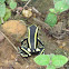Yellow-striped Poison Frog