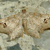 Common Angle Moth