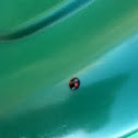 Twice-stabbed Lady Beetle