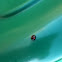 Twice-stabbed Lady Beetle