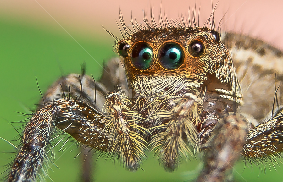 Deep Look by Muhd Shahjeehan - Animals Insects & Spiders