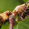 Six-spotted zigzag ladybird