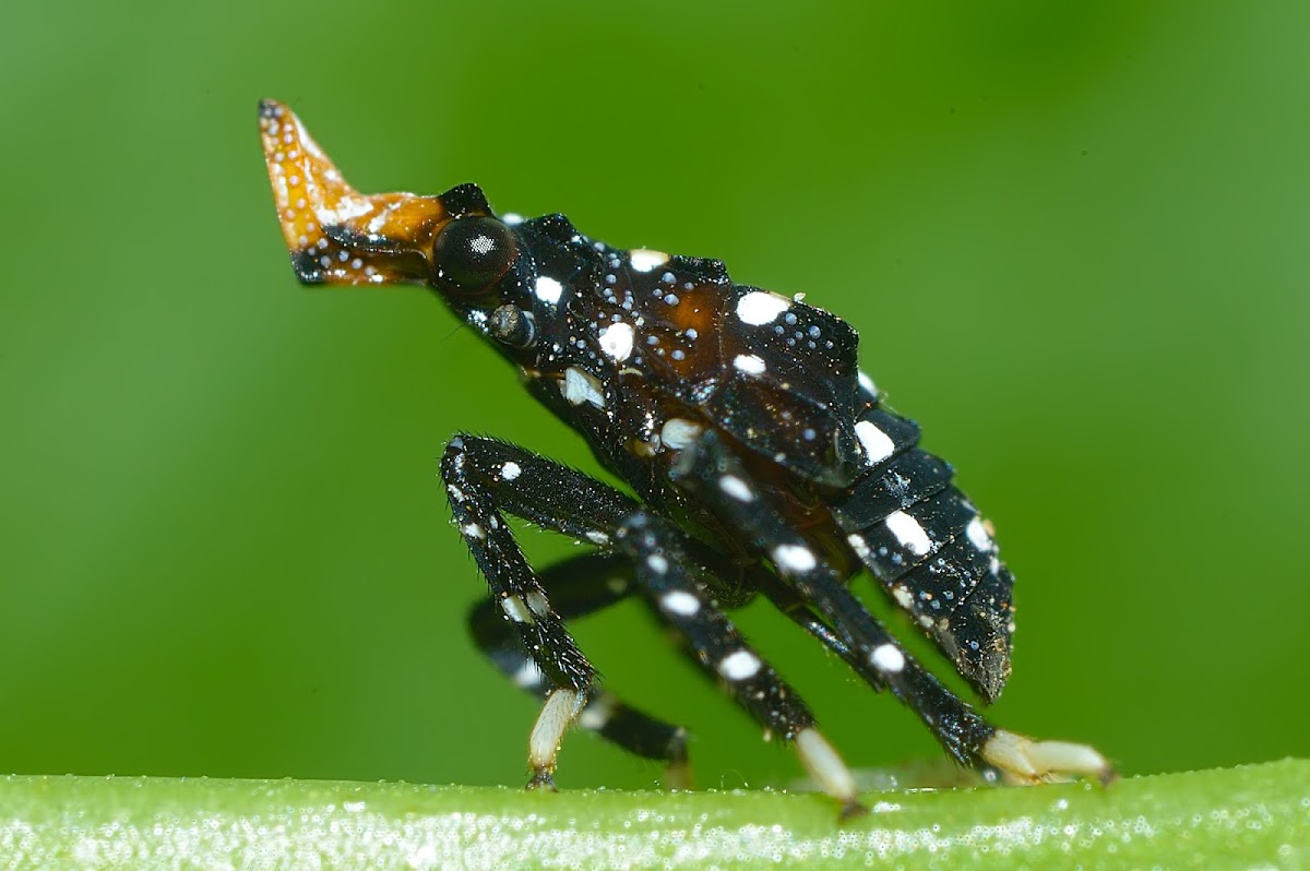 Spotted Lanternfly Nymph
