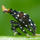 Spotted Lanternfly Nymph