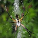 Black-and-yellow argiope