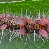 Caterpillar, Hamadryas sp