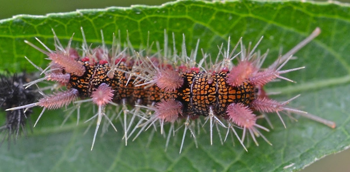 Caterpillar, Hamadryas sp