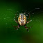 Tuftlegged Orb Weaver