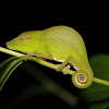Leaf chameleon