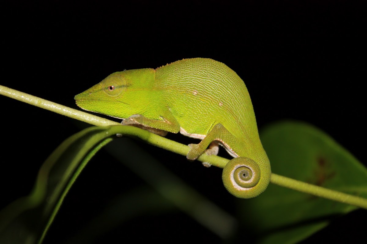 Leaf chameleon