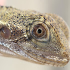 Eastern Water Dragon