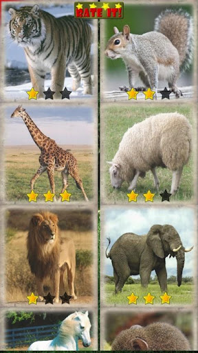 【免費解謎App】Sliding Puzzle: Animals-APP點子