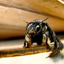 Carpenter Bee