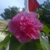 Cotton Rosemallow / Confederate Rose