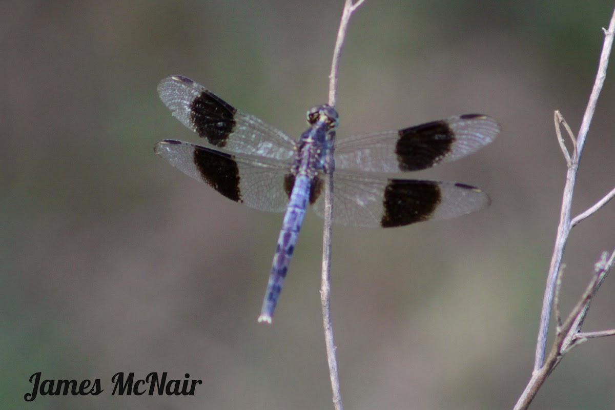 Band-winged Dragonlet Dragonfly