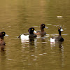 Tufted Duck