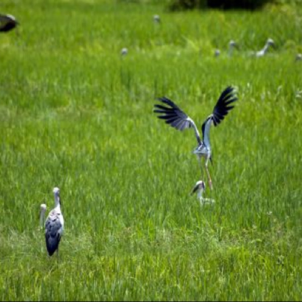 Oriental Stork