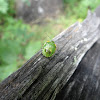 Green Stink Bug