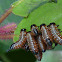 Spitfire Larvae