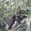 mantled howler monkey