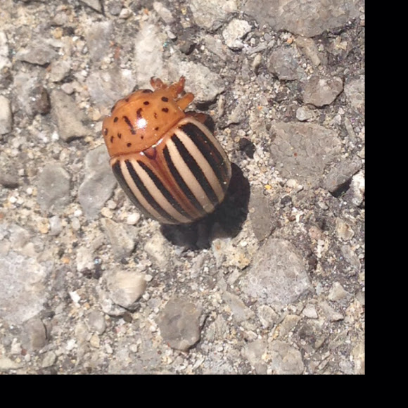 False Potato Beetle Project Noah