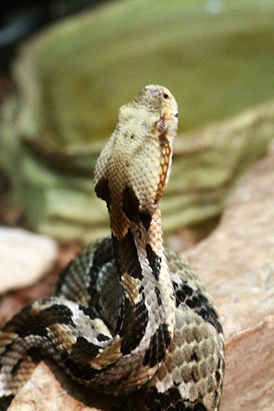 Eastern Timber Rattle Snake | Project Noah