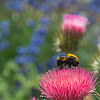 Queen Bumble Bee