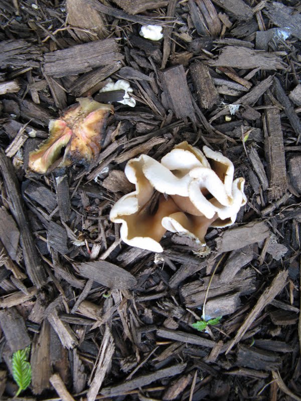brown cup fungus (Peziza repanda complex)
