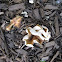 brown cup fungus (Peziza repanda complex)