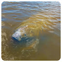 Manatee (Florida Manatee)