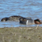 Green-winged Teal Duck (pair)