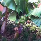 Baby Banana Tree